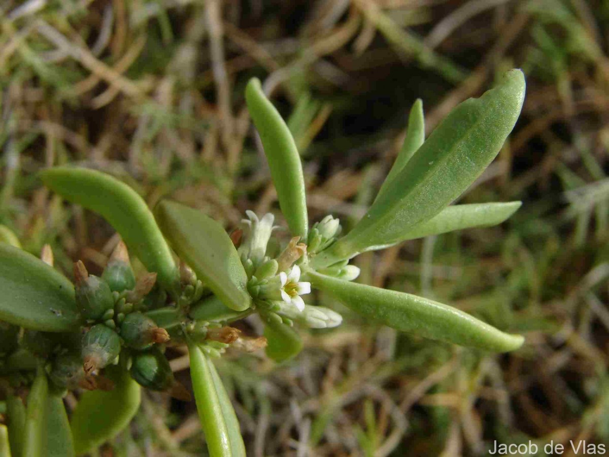 Enicostema axillare (Poir. ex Lam.) A.Raynal